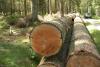 Spruce log