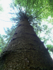 Standing spruce